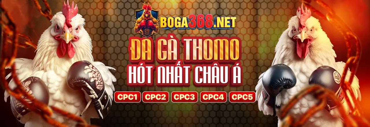 Chuyên gia phân tích trực tiếp đá gà Thomo