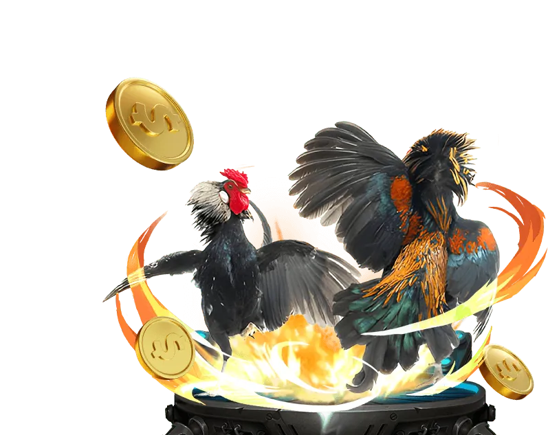 Cá cược đá gà Thomo